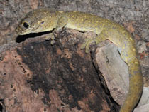 Rhacodactylus tr. trachycephalus